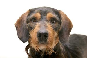 Portrait of an adorable mixed breed dog photo