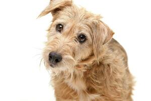 Portrait of an adorable mixed breed dog photo