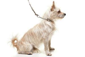 Studio shot of an adorable mixed breed dog photo