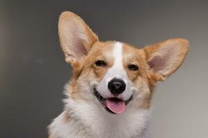 retrato de un joven, adorable corgie - aislado en gris foto