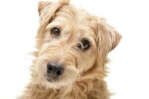 Portrait of an adorable mixed breed dog photo