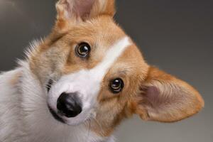 retrato de un joven, adorable corgie - aislado en gris foto