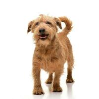 Studio shot of an adorable mixed breed dog photo