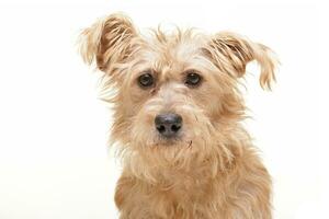 Portrait of an adorable mixed breed dog photo