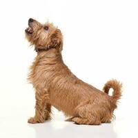 Studio shot of an adorable mixed breed dog photo