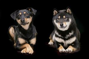 Studio shot of an adorable mixed breed dog and a Samoiedskaia Sabaka photo