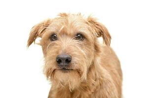 Portrait of an adorable mixed breed dog photo