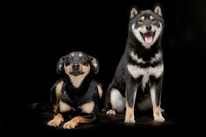 Studio shot of an adorable mixed breed dog and a Samoiedskaia Sabaka photo