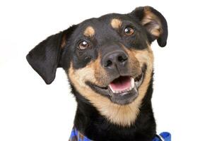 Portrait of an adorable mixed breed dog photo