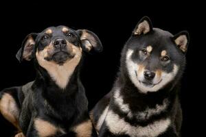 Studio shot of an adorable mixed breed dog and a Samoiedskaia Sabaka photo