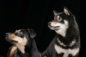 Portrait of an adorable mixed breed dog and a Samoiedskaia Sabaka photo