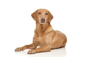 Studio shot of an adorable mixed breed dog photo