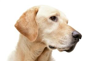 Portrait of an adorable Golden retriever photo