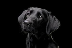 retrato de un adorable Labrador perdiguero foto