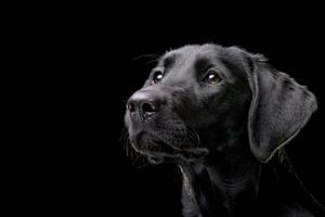 retrato de un adorable Labrador perdiguero foto