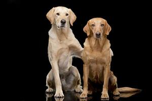 Studio shot of an adorable Golden retriever and a mixed breed dog photo