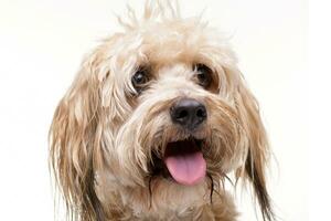 Portrait of an adorable mixed breed dog photo