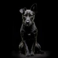 Studio shot of an adorable mixed breed dog photo