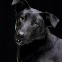 Portrait of an adorable mixed breed dog photo