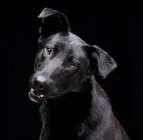 retrato de un adorable mezclado raza perro foto