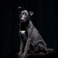 Studio shot of an adorable mixed breed dog photo