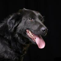 Portrait of an adorable mixed breed dog photo