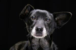 retrato de un adorable mezclado raza perro foto