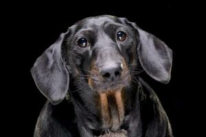 retrato de un adorable mezclado raza perro foto