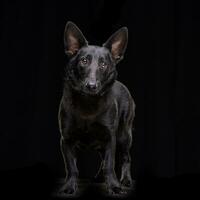 Studio shot of an adorable mixed breed dog photo