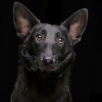 Portrait of an adorable mixed breed dog photo