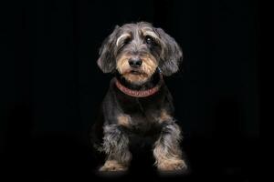 estudio Disparo de un adorable medio ciego cableado peludo perro tejonero foto