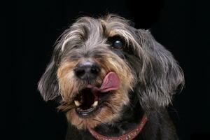 retrato de un adorable medio ciego cableado peludo perro tejonero foto
