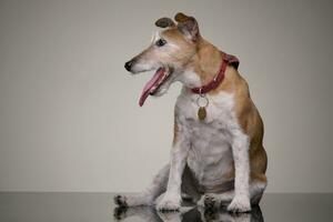 Studio shot of an old, adorable Jack Russell terrier photo