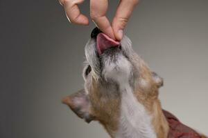 Hand feeding of an old, adorable Jack Russell terrier photo