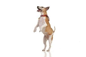 Studio shot of an old, adorable Jack Russell terrier photo