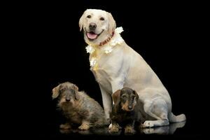 Studio shot of two adorable wire Haired Dachshund and a Golden retrieve photo