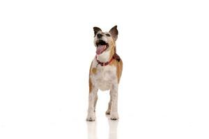 Studio shot of an old, adorable Jack Russell terrier photo