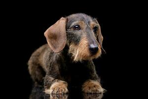 Studio shot of an adorable wire haired dachshund photo