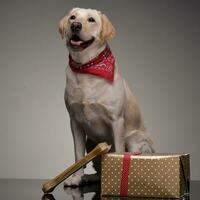 An adorable Golden retriever with Christmas gifts photo