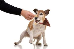 Hand feeding of an old, adorable Jack Russell terrier photo