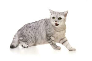 Studio shot of an adorable British shorthair cat photo