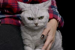 Studio shot of an adorable British shorthair cat photo