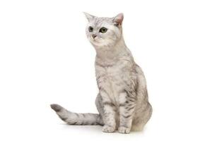 estudio Disparo de un adorable británico cabello corto gato foto