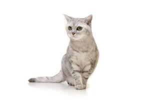 Studio shot of an adorable British shorthair cat photo