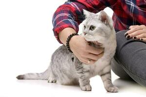 Studio shot of an adorable British shorthair cat photo