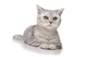 Studio shot of an adorable British shorthair cat photo