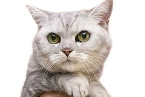 Portrait of an adorable British shorthair cat photo