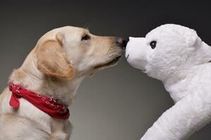 An adorable Golden retriever with a polar bear plush toy photo