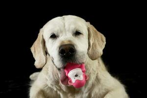 Golden retriever play witha rubber monkey in a dark photo studio