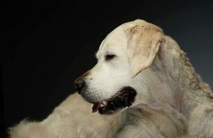 Happy labrador retriever in a gray photo studio